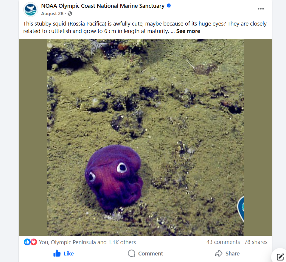 NOAA Stubby Squid Post
